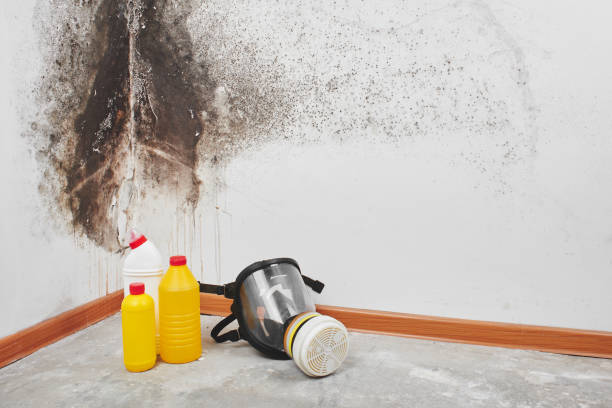 Best Emergency Mold Removal  in Ogden, IA
