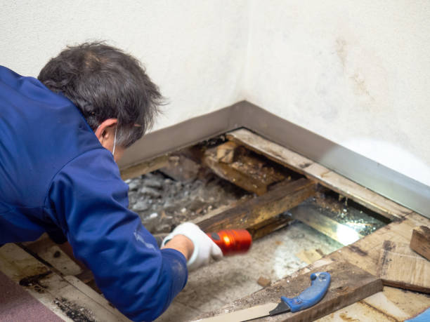 Best Certified Mold Removal  in Ogden, IA
