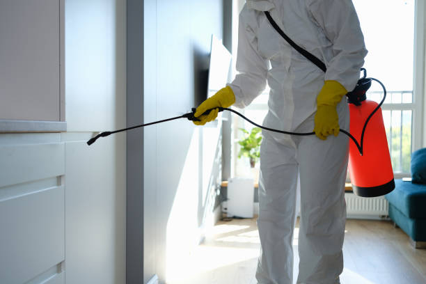 Best Attic Mold Removal  in Ogden, IA