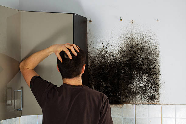 Best Attic Mold Removal  in Ogden, IA