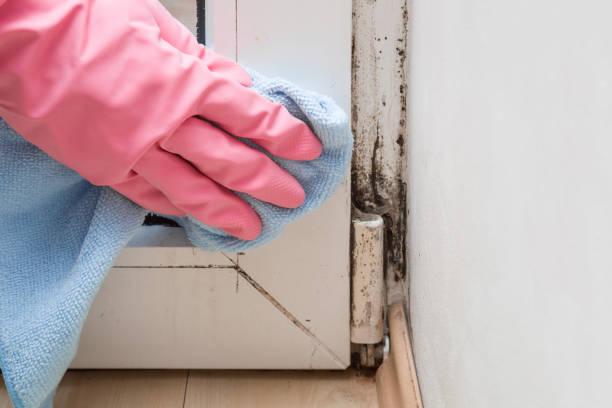 Best Affordable Mold Removal  in Ogden, IA
