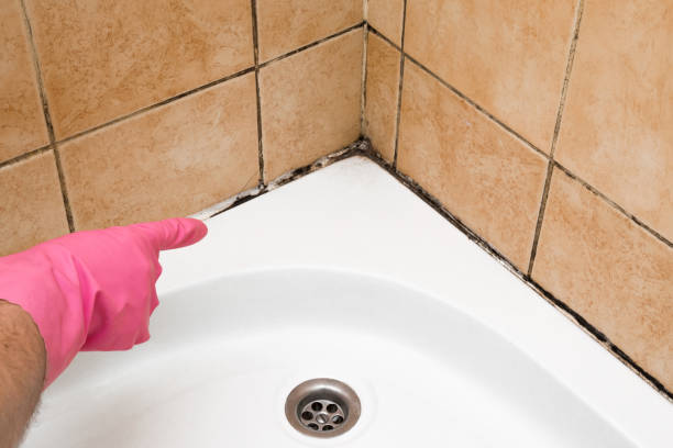 Best Mold Remediation  in Ogden, IA